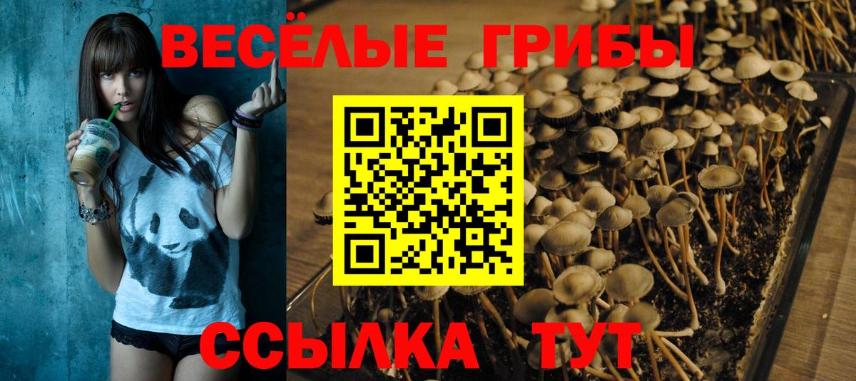 как найти   Вход с VPN  Зима  Псилоцибиновые грибы Cubensis  Псилоцибиновые грибы мицелий 